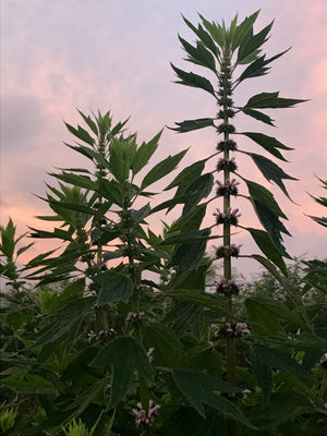 A healthy stand of flowering Motherwort in front of a pink sunset sky